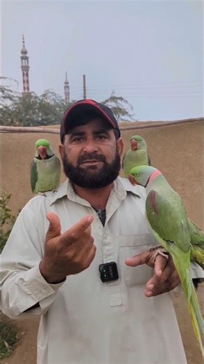 Parrot Training Secrets Revealed 🤯🦜(Ismail Parrot Tips)