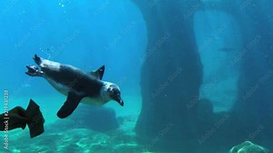 Penguin play with visitor in the Zoo. The penguin swims under water in a Zoo. Stock Video