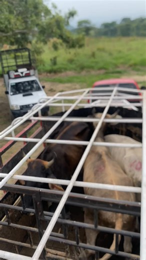 Javier Nuñez on Reels