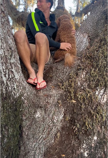 Well I guess mini golden doodles can climb trees 😂🐶 #minigoldendoodle #climbing #trees