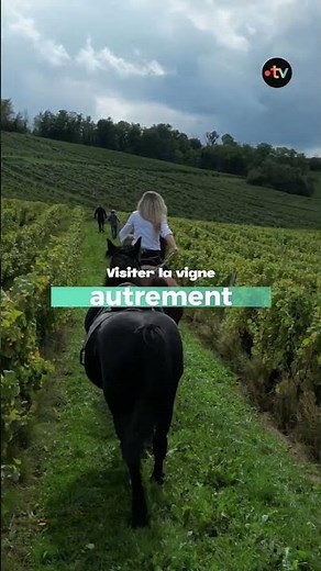 Les vignes et domaine d'Arbois