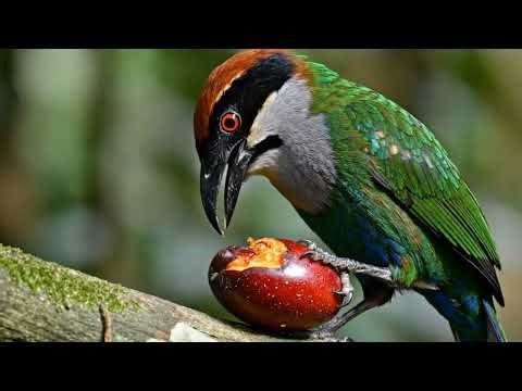 Motmot: Tail of the Pendulum — The Hypnotic Bird of the Amazon