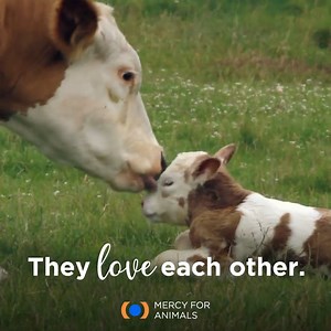 Did you know? Mother cows are deeply caring and form strong bonds with their babies the moment they're born. 💗 Unfortunately, in the dairy industry calves are taken away from their moms, leading to severe distress for both mother and baby. 😢 Speak up for them by choosing more plant-based foods! #nationalparentsday | Mercy For Animals