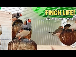 Zebra Finch Colony Update: New Nests and Happy Birds!