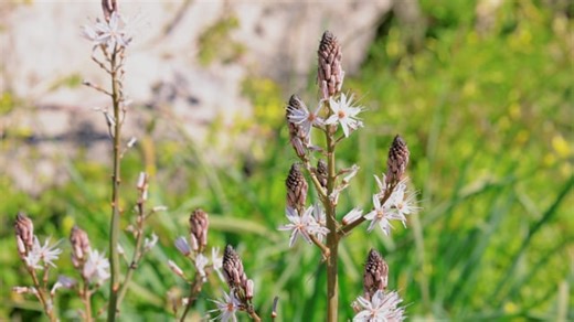 Free video - Flowers, Leaves, Spring, Bud