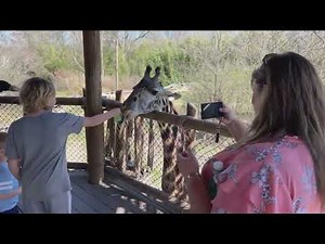 First CincinnatiZoo Twitch Stream