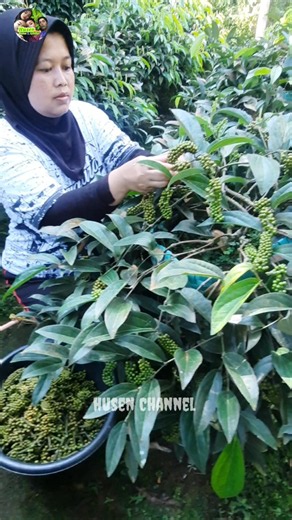 proses panen buah kemukus menjadi lebih mudah #shorts