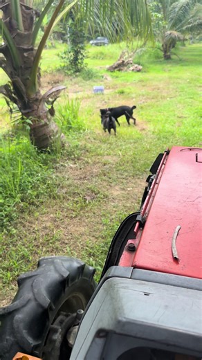 Assalam Agro: The Benefits of Planting Coconut Trees