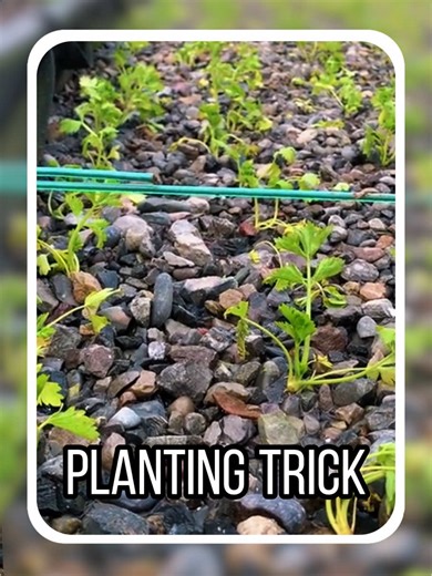 Planting Trick You Need to Know