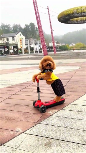 广场上，我家毛孩子超爱骑滑板，身姿灵活又稳当，聪明得让人惊叹。它眼神机灵，动作娴熟，路过的行人纷纷驻足围观，个个满脸惊讶，忍不住拿出手机拍照，成了广场上最亮眼的小明星。