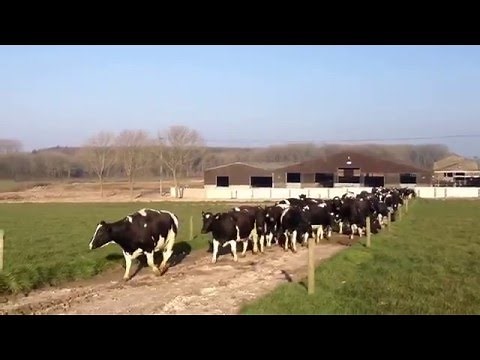 Cows see grass for the first time in 6 months...go mental!