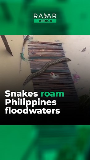 2.2M views · 2.3K reactions | Fear has struck Filipino people in Talisay City, Cebu, as snakes began to roam freely across the floodwaters that hit the city in Philippines. | Radar Africa | Facebook
