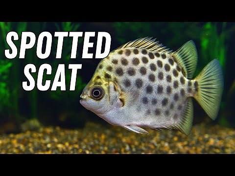 Spotted Scat Care Guide | Perfect Fish for Brackish Aquariums