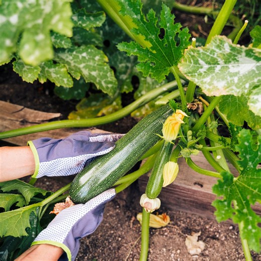 How to grow zucchini: Follow these expert tips for a huge harvest of tasty summer squash