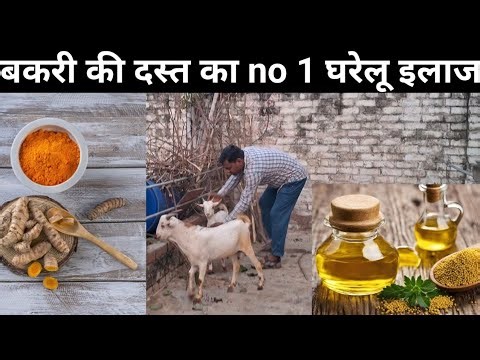 Goat Diarrhea Home Treatment | treating diarrhea in goats
