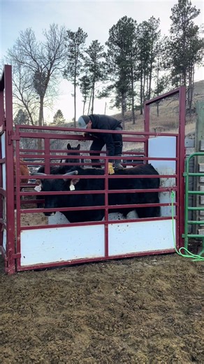 #bull #buckingbulls #bucking #rodeo #fyp #foryoupage #foryourpage