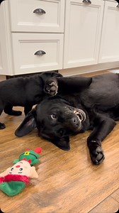 Raven getting eaten alive by her grandpuppies 🥰 #goodgrammie #puppies #cutepuppies #blacklab #yellowlab #chocolatelab #adorable #naturallyreared #rawfed #englishlabs #dogs #dogsofinsta #talesofalab #worldoflabs ##ilovedogs #dogsrule #feedrealfood #healthydogs | Chalk Pond Retrievers