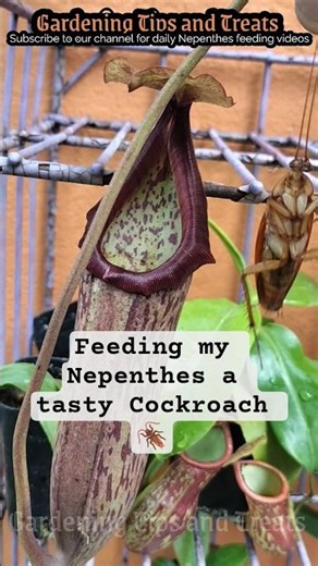 Feeding my Nepenthes a tasty Cockroach 🪳 #shorts #nepenthes #carnivorousplant #pitcherplant #short