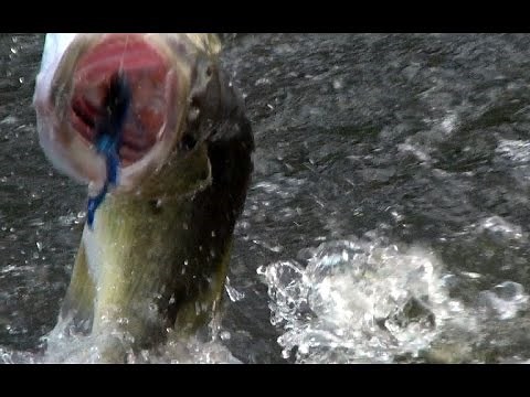 Ribbit Frog Topwater Bass Fishing in the Fall