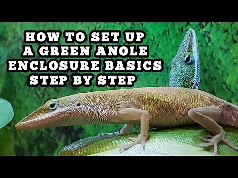 HOW TO SET UP A GREEN ANOLE ENCLOSURE *STEP BY STEP*