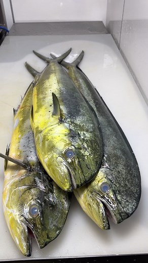 TikTokでミクラー【魚を捌く人】さんをチェック！