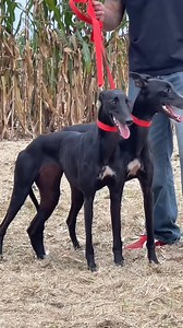 3.1M views · 123K reactions | A gaze that penetrates the unknown. ⚡️ With a steady stance, and a latent power in a state of extreme alert.  #Sighthound #Greyhound #Focus #LatentPower #ExtremeAlert #AthleticDogs #DogPhotography | Pro Hounds World | Facebook