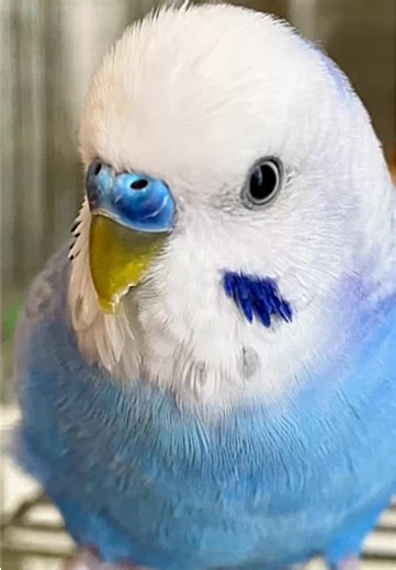 bird Coos sur TikTok