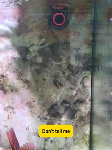 Rotating Water Outlet Design for Fish Tanks