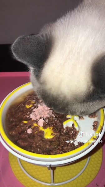 Feeding my Siamese!🐾💙 On the menu:🍽️ @Cat Person -chicken&tuna @Open Farm Pet -chicken bone broth @Arya.Sit -strawberry yogurt @BONKERS -crazy for catnip purrpop #cats #catsoftiktok #kittenlife🐾 #catfood #catfeeding #feedmycat #feedingtime #kittens #animals #pets #petparent #petcare #animallover #spolied #siamese #fyp