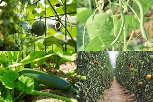 Top 6 Creepers and Vining Vegetables To Grow