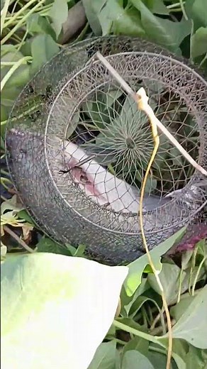 Primitive Fishing Skills for Survival Situations #fishing