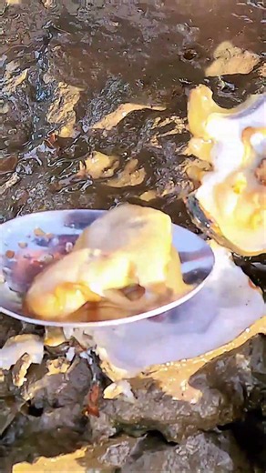 Find and Eat Fresh Oyster Very Nice #oyster #seafood #real #lifestyle