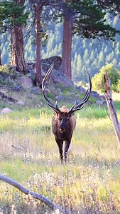 Bull elk energy hits different during the rut. 👑 He walked in with fire in his eyes… then broke into a full sprint before turning those antlers toward his harem. Early September in Rocky Mountain National Park is WILD. If you love elk, rut season content, or Colorado wildlife—follow for more! 🦌 #bullelk #naturevideos #coloradowildlife #untamednature #wapiti #wildlifereels #bigbull #canonuser #fypシ | The Untamed View