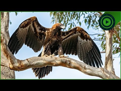Australia's Angel of Death: The Eagle with 8X Superior Vision
