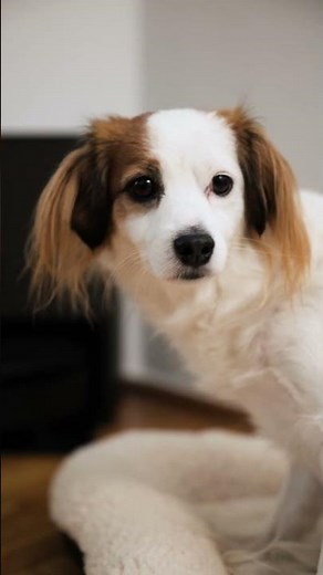 Fun and relaxation in a home full of stimulation 🐶 | iRobot expert advice | iRobot