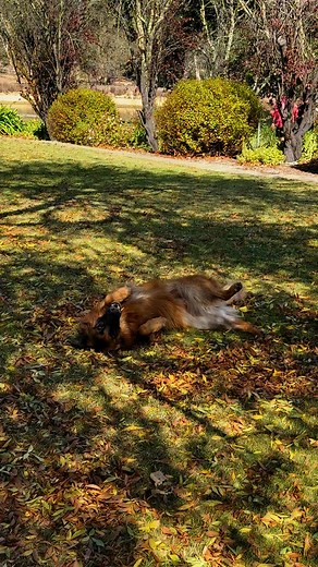 Who else is enjoying Autumn in the hills? . . . #adelaidehills #autumn #winedog #germanshepherd #dog | Malcolm Creek Wines