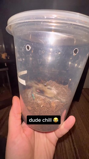 Unusual Encounter with an OBT Spider