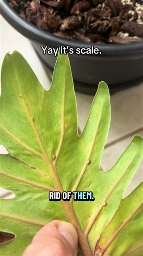 The Shangri La also had thrips. 🫶🏼 #plants #planttok #scale #philodendron #plantcare