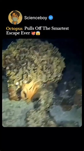 Deepak Kumar on Instagram: "Octopuses are some of the smartest and strangest creatures in the ocean. With three hearts, blue blood, and the ability to change color and shape in seconds, they can escape predators, solve puzzles, and even recognize humans. Octopuses are alien-like with their three hearts, blue, copper-based blood, decentralized nervous system (brains in arms!), and incredible camouflage, allowing them to solve complex puzzles, use tools like coconut shells for shelter, and even re