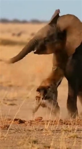 코요테 vs 보브캣: 들판의 잔혹한 결투 Coyote vs Bobcat: Brutal Showdown on the Plains