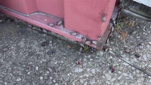 Spotted lanternflies swarming central Ohio, residents and officials say