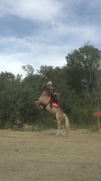 #cheval #poney #equitation #cavaliere #pony #tiktok #pourtoi #foryou #fyp