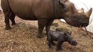 18K views · 868 reactions | The Cleveland Zoo announced the birth of...