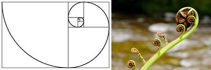 Discovering Phi: The Golden Ratio - Activity
