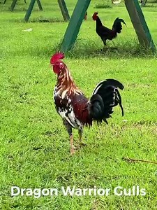 6.8K views · 483 reactions | One of our best breeding bloodlines in our farm DWGF GULLS: WATCH VIDEO BELOW... | Dragon Warrior Gamefarm, Lipa City | Facebook