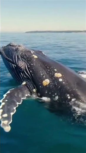 😮🐳🐳🐳🐳🐳🐳🐳🐳🐳🐳🐳🐳