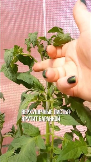 ТОМАТ КРУТИТ ЛИСТЬЯ? ЖЁЛТЫЕ ПЯТНА НА ТОМАТАХ? ЛЕЧИТЬ ТАК! #дача #огород #томаты