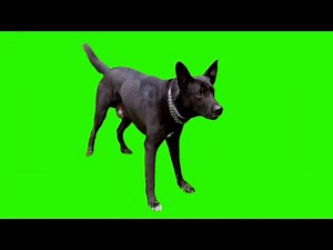 Dog Barking Green Screen Effects HD Footage No Copyright
