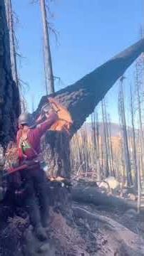 Logging Error Damages Neighbor’s House 🌳😱 | Unexpected Tree Cutting Fail