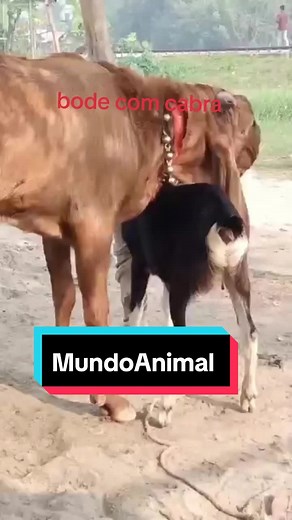 Cabra e Bode Cruzando - Vídeos de Animais